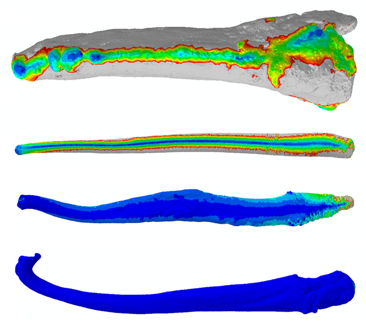 <span class="caption">3D finite element models of carnivore penis bones - from top to bottom: tiger, brown bear, wolf, polecat. Not to scale. Hot colours indicate regions bone areas that are highly stressed. Cool colours indicate bones that are less stressed (more robust).</span> <span class="attribution"><span class="source">Charlotte A. Brassey</span>, <span class="license">Author provided</span></span>