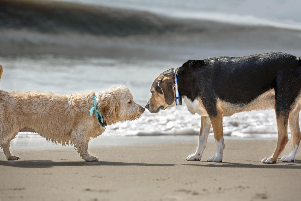 Two dogs are nose to nose in a meeting at the beach.