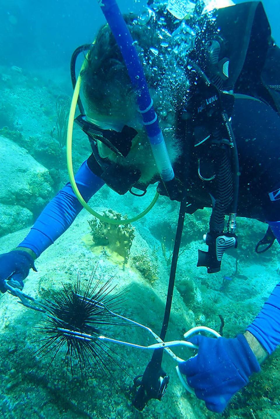 Don Levitan, a professor of biological sciences at Florida State University, captures a sea urchin known as Diadema antillarum. Levitan is researching the cause and impact of two massive dieoffs of the Caribbean species.