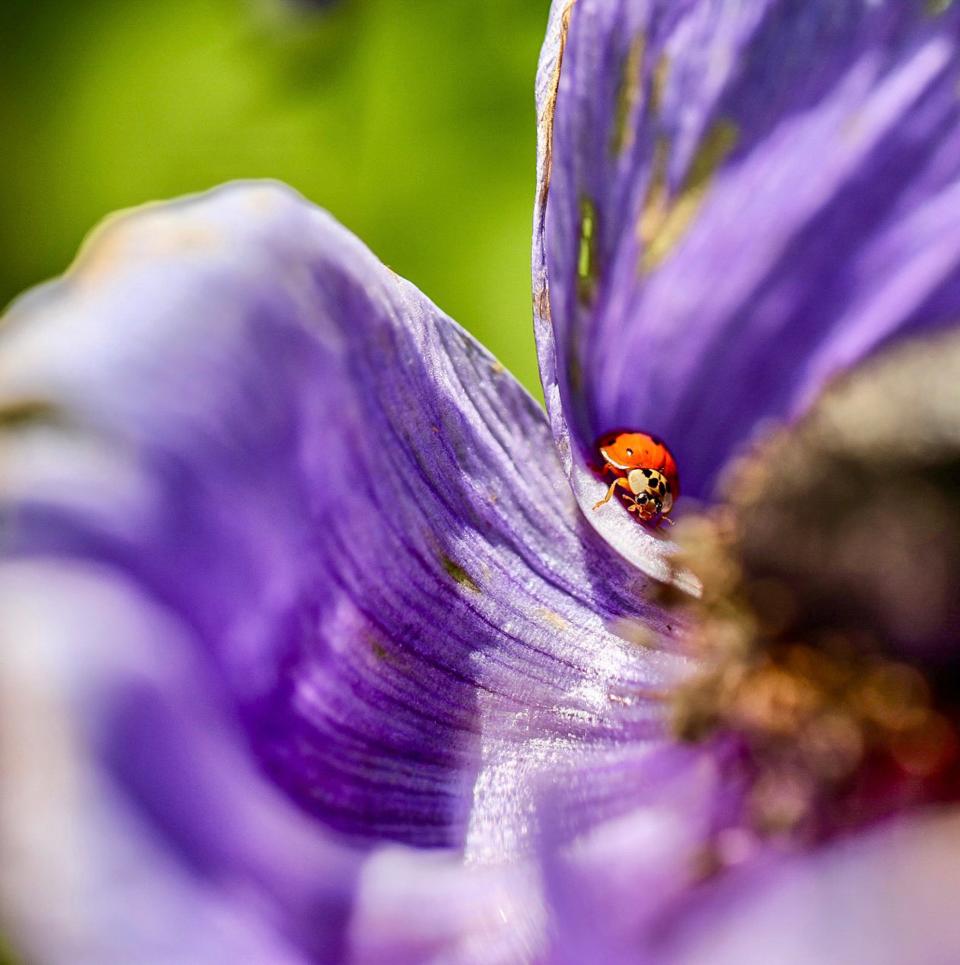 Steven Rapaport of Stockton used a Canon EOS 5D MK IV DSLR camera to photograph a ladybug on a flower at he Wine and Roses Inn in Lodi.