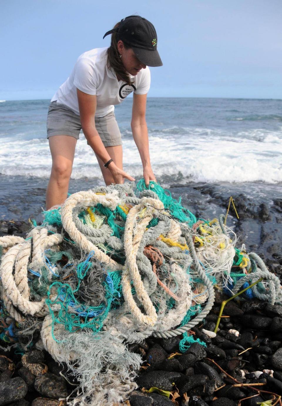 Rope washed up in a hurricane in Hawaii (World Animal Protection / Rachel Ceretto)