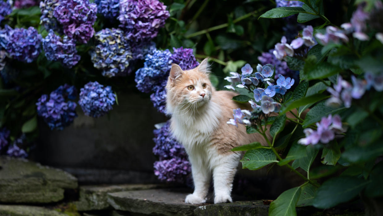  A tan and white cat standing in between bushes of blue hydrangeas. 