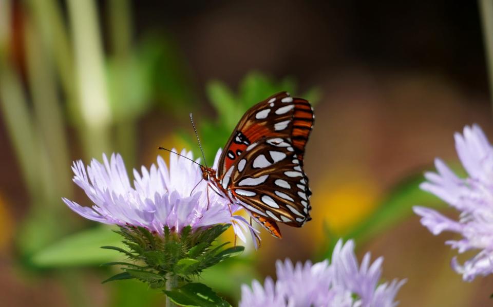 Gulf fritillary butterfly on Stoke's aster.