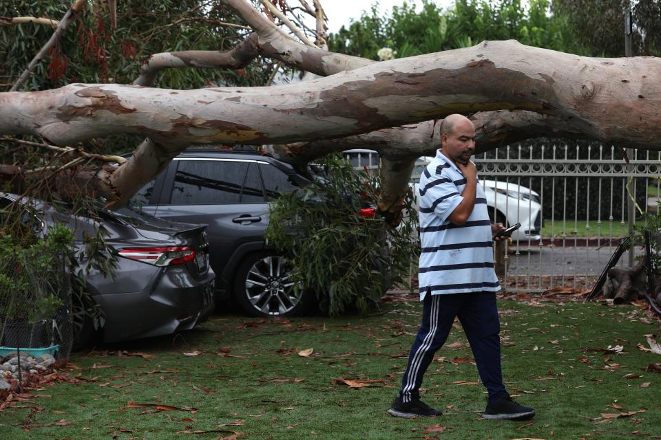 A large eucalyptus tree branch rests on cars after falling overnight as tropical storm Hilary moved through the area on August 21, 2023 in Sun Valley, California (Getty Images)