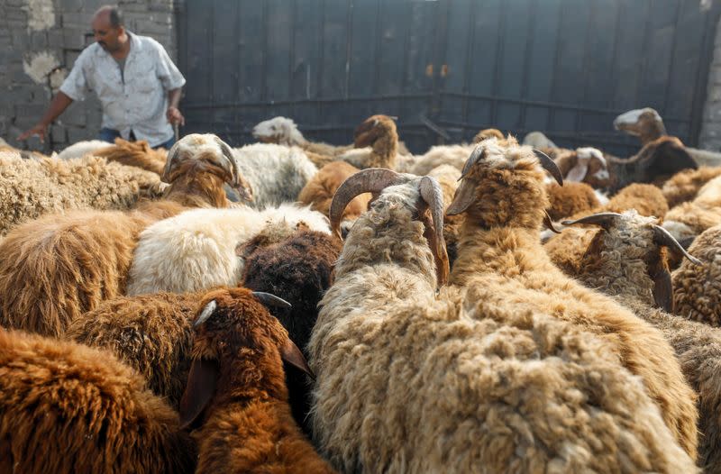 A vendor waits for customers at a cattle market in Al Manashi village, ahead of the Muslim festival of sacrifice Eid al-Adha, following the outbreak of the coronavirus disease (COVID-19), in Giza, on the outskirts of Cairo