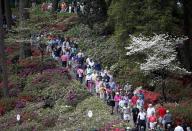 Golf patrons walk among the azaleas along the sixth fairway during a players practice round ahead of the 2015 Masters at the Augusta National Golf Course in Augusta, Georgia April 6, 2015. REUTERS/Jim Young