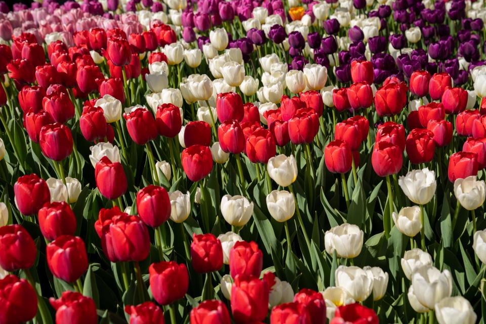 The tulips are in bloom at Central Park in Pella.