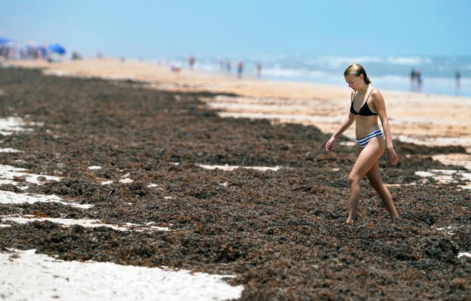 Beachgoers make their way through mounds of seaweed along the shoreline in Ormond Beach, Tuesday, May 25, 2021.  