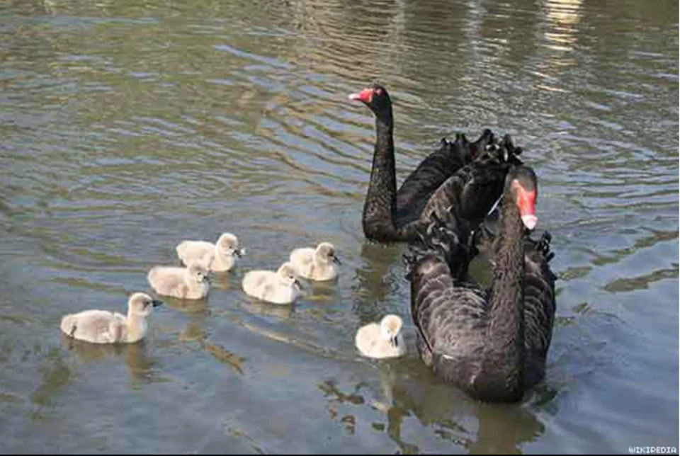 Black Swans