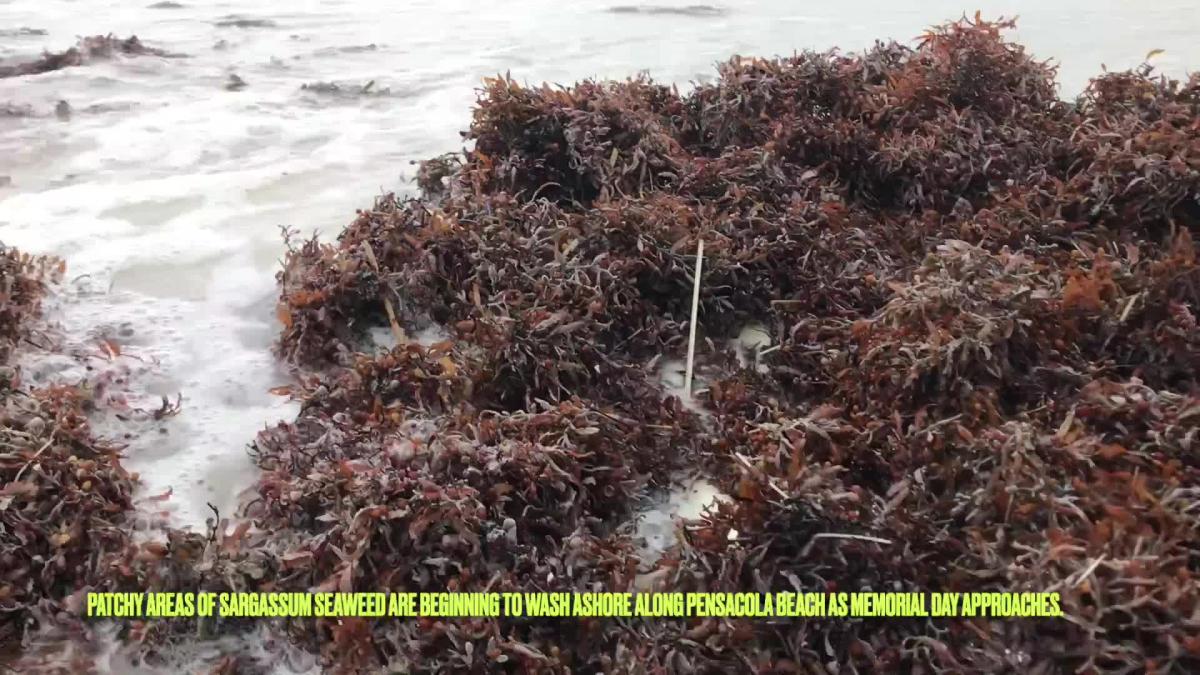 Watch Sargassum begins to come ashore on Pensacola Beach