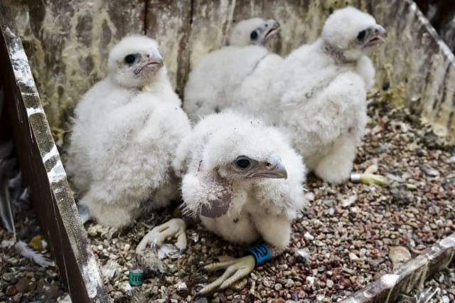 Peregrine falcon chicks