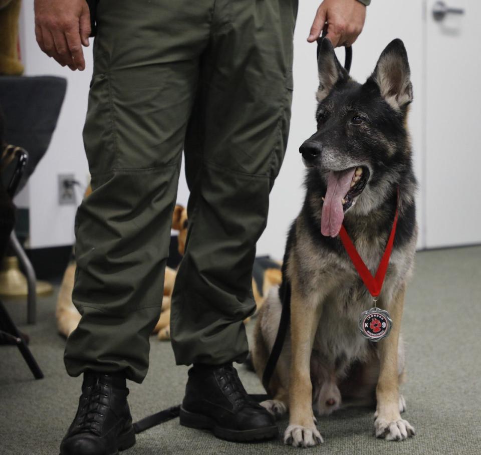 Volusia County Sheriff's Office K-9 Endo shows off the Medal of Honor he received from Irondog K9 International. The Georgia nonprofit also paid for the dog's medical expenses after he was shot by a carjacker on Sept. 11.