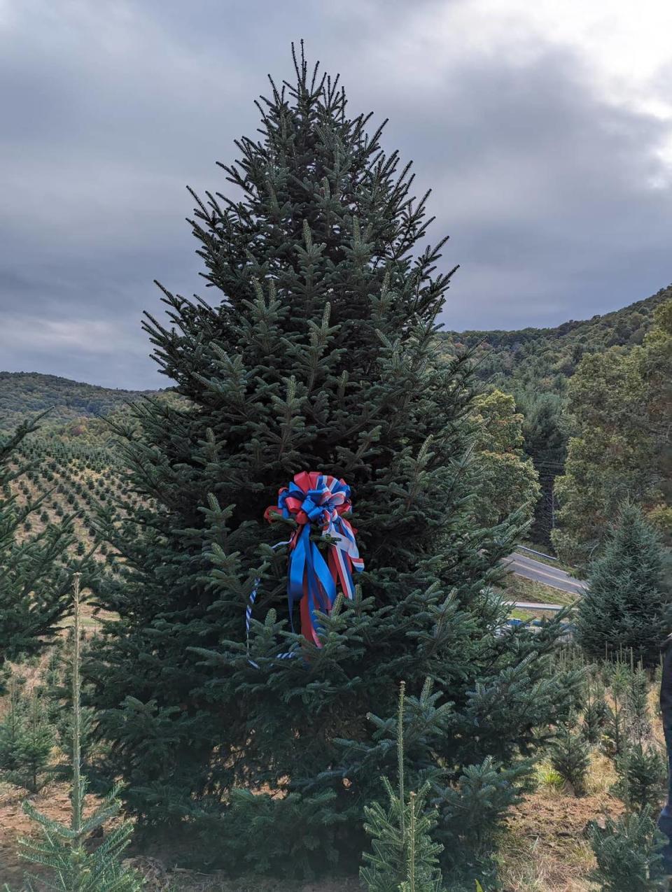 White House staffers selected this 19.5-foot Fraser fir grown by Cline Church Nursery in Fleetwood to be the official White House Christmas tree for 2023. The tree will stand in the center of the Blue Room, the 15th NC tree to do so. Cline Church Nursery