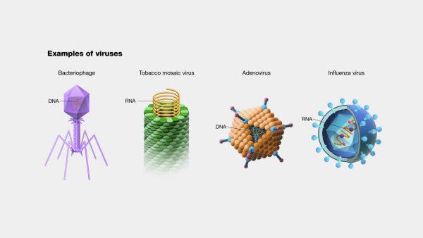 Ilustración del Instituto Nacional del Genoma Humano donde ejemplifica de diferentes tipos de virus 