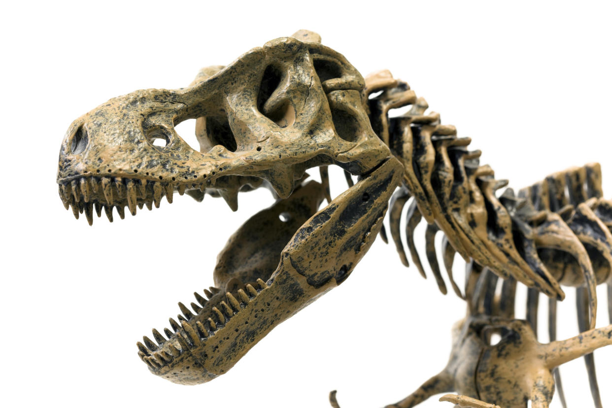 Bevölkerte die Erde vor über 60 Millionen Jahren: der Tyrannosaurus Rex. (Symbolbild: Getty Images)