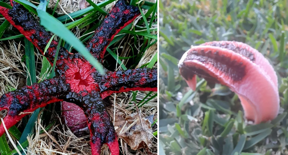 A star-like stinkhorn fungus (left) and another which resembles a tongue (right) both growing in grass. 