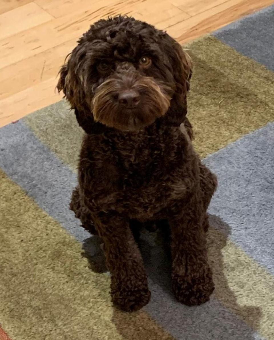 Gareth Jones is believed to have been with his brown cockapoo when he went missing. (Sussex Police)