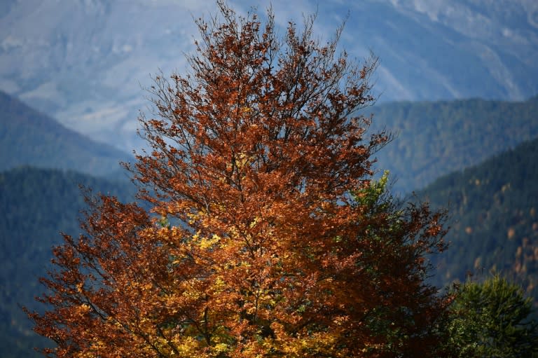 Un árbol de la localidad francesa de Seyne-Les-Alpes, con los Alpes de fondo, en una imagen del 29 de septiembre de 2017 (Boris Horvat)