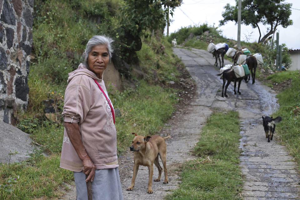 Emilia Segura pauses for a portrait as she walks with her dogs and four donkeys carrying water she collected at a public well in Pueblo Santa Cruz Acalpixca, Xochimilco, on the outskirts of Mexico City, Saturday, Oct. 7, 2023. Segura, 62, has been selling water daily for over a decade with the help of her four donkeys. The system which provides the capital with over a quarter of its drinking water is 44% lower than it should be and have set a new record, according to government figures, and authorities have begun cutting water to the city. (AP Photo/Ginnette Riquelme)