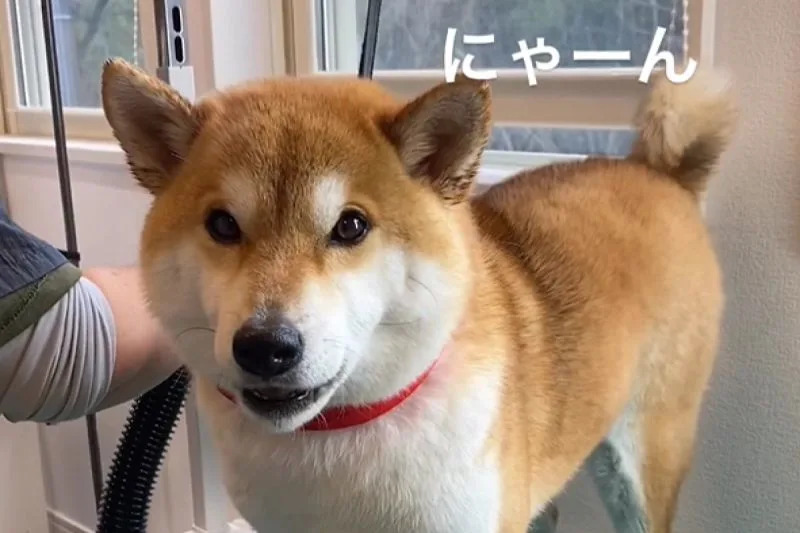 &#x0025b2;&#x0067f4;&#x0072ac;&#x00300c;&#x005b9a;&#x006625;&#x00300d;&#x006642;&#x005e38;&#x006703;&#x00767c;&#x0051fa;&#x00985e;&#x004f3c;&#x008c93;&#x0054aa;&#x007684;&#x00300c;&#x0055b5;&#x0055b5;&#x00300d;&#x008072;&#x003002;&#x00ff08;&#x005716;&#x00ff0f;Instagram&#x00ff1a;sadaharu.shiba&#x00ff09;