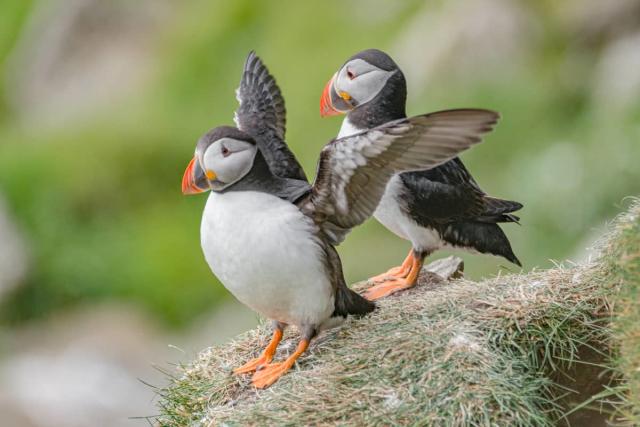 People Are Throwing Baby Puffins Off Of Cliffs In Iceland–But It's