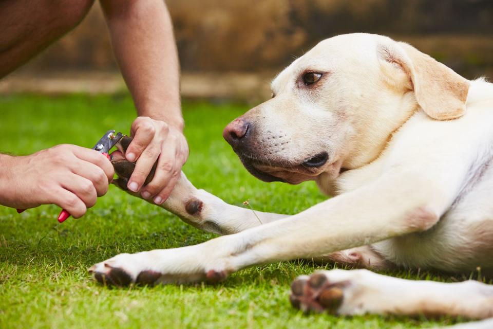 Get Your Dog Used to the Clippers