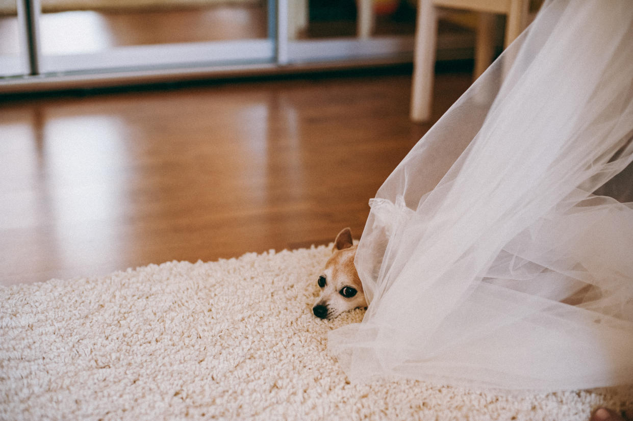 Tierische Hochzeit: Ein Tierheim in den USA wollte mit einer skurrilen Aktion auf etwas Wichtiges aufmerksam machen (Symbolbild: Getty Images)