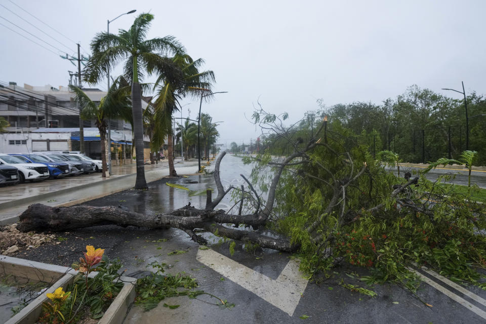 Un árbol arrancado de raíz por el huracán Beryl yace en una calle, el viernes 5 de julio de 2024, en Tulum, México. (AP Foto/Fernando Llano)