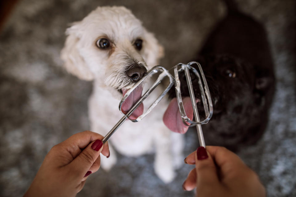 Hunde mögen Sahne. Diese sollte aber auf dem Speiseplan zu den Ausnahmen zählen. (Symbolbild: Getty Images)