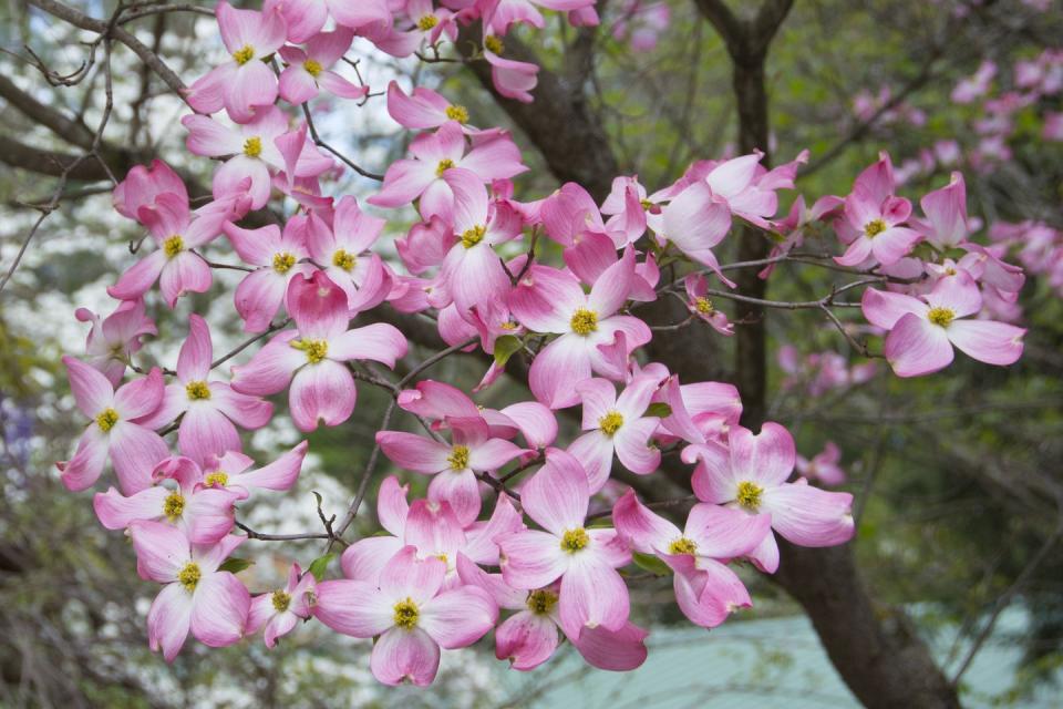 spring flowers pink dogwood in a woodland scene azalea walk reserve gibson county indiana