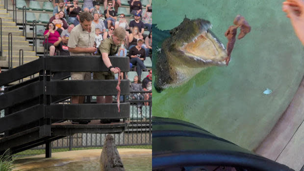 Snack time! Robert Irwin feeding a croc at Australia Zoo. / Credit: CBS News