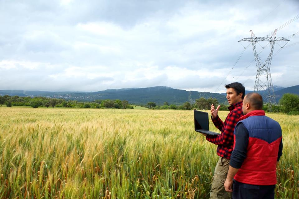 Two Farmer with laptop in wheat field