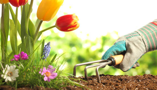 planting flowers in a garden