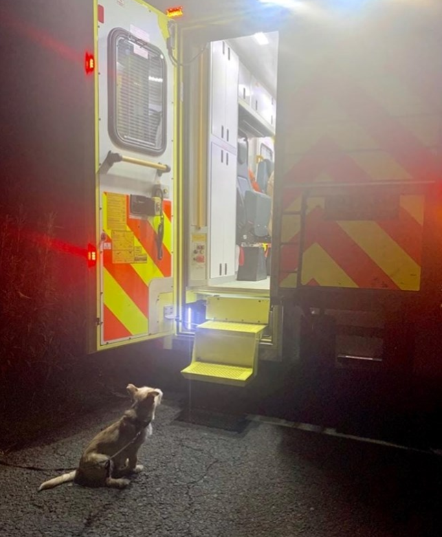 Jack the terrier refusing to move outside the ambulance in Portalington, Ireland.