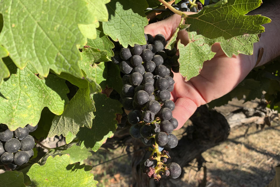 In this Oct. 4, 2019 photo, Cabernet Sauvignon wine grapes that are almost ready for harvest are held at Wente Vineyards in Livermore, Calif. American wine producers are being squeezed out of the fast-growing Chinese market, thanks to President Donald Trump's trade war with China. Since the trade dispute began last year, China has raised tariffs on American wines three times in retaliation for U.S. tariffs on Chinese goods. Those Chinese tariffs have made U.S. wine much more expensive, leading to a steep drop in sales. Among the casualties is California's Wente Vineyards, a family-run wine business that was among the first U.S. winemakers to export to China 25 years ago. (AP Photo/Terry Chea)