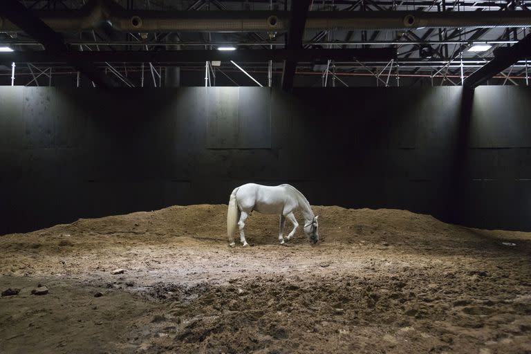 El caballo Tartufo, en los ensayos de Resurrección en La Rural