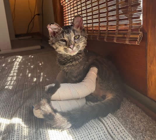 <p>Ruff Start Rescue</p> Miss Piggy the cat at her foster home after surviving a home explosion in Minnesota