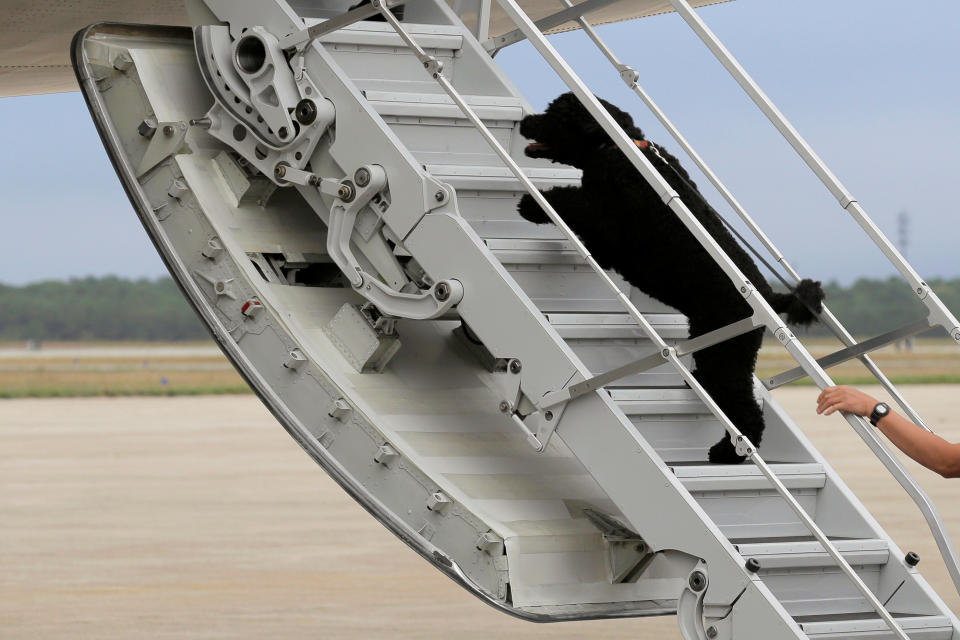 U.S. President Barack Obama's dog Sunny dashes aboard Air Force One at Cape Cod Coast Guard Air Station in Buzzards Bay, Massachusetts, U.S., August 21, 2016.  REUTERS/Joshua Roberts