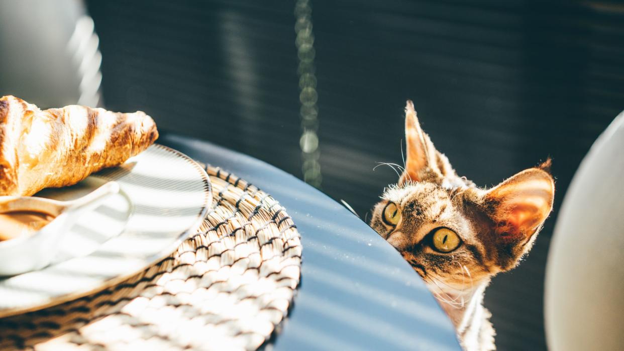  Cat looking at food on the table. 