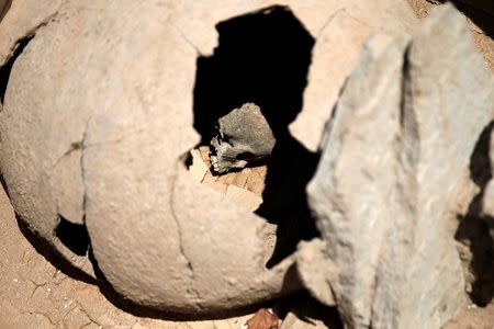 The skull of a child is seen inside a clay jar, a common practice for the burial of babies and children in ancient Greece known as pot-burial, at the ancient Falyron Delta cemetery in Athens, Greece, July 27, 2016. REUTERS/Alkis Konstantinidis