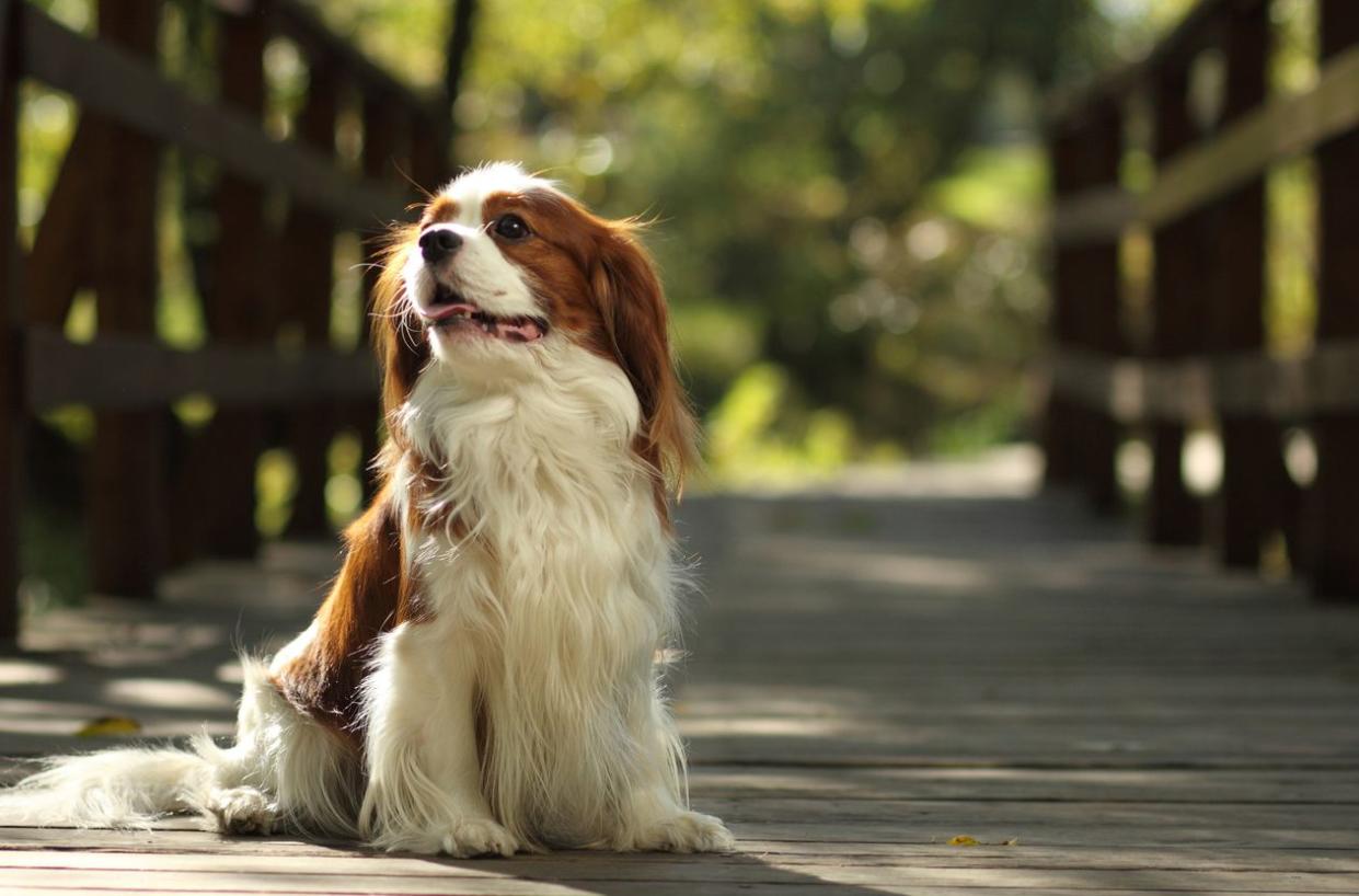 CAVALIER KING CHARLES SPANIEL