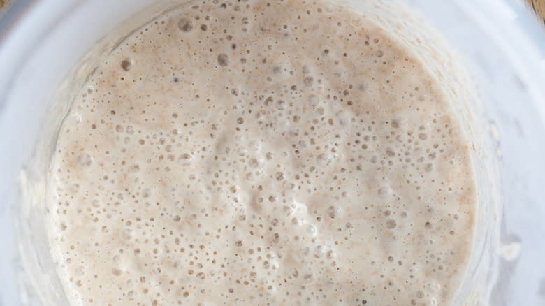 Raw dough sourdough starter