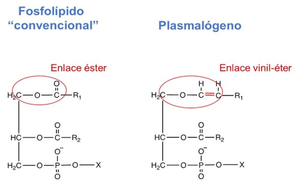 Estructura de un fosfolípido convencional y un plasmalógeno.