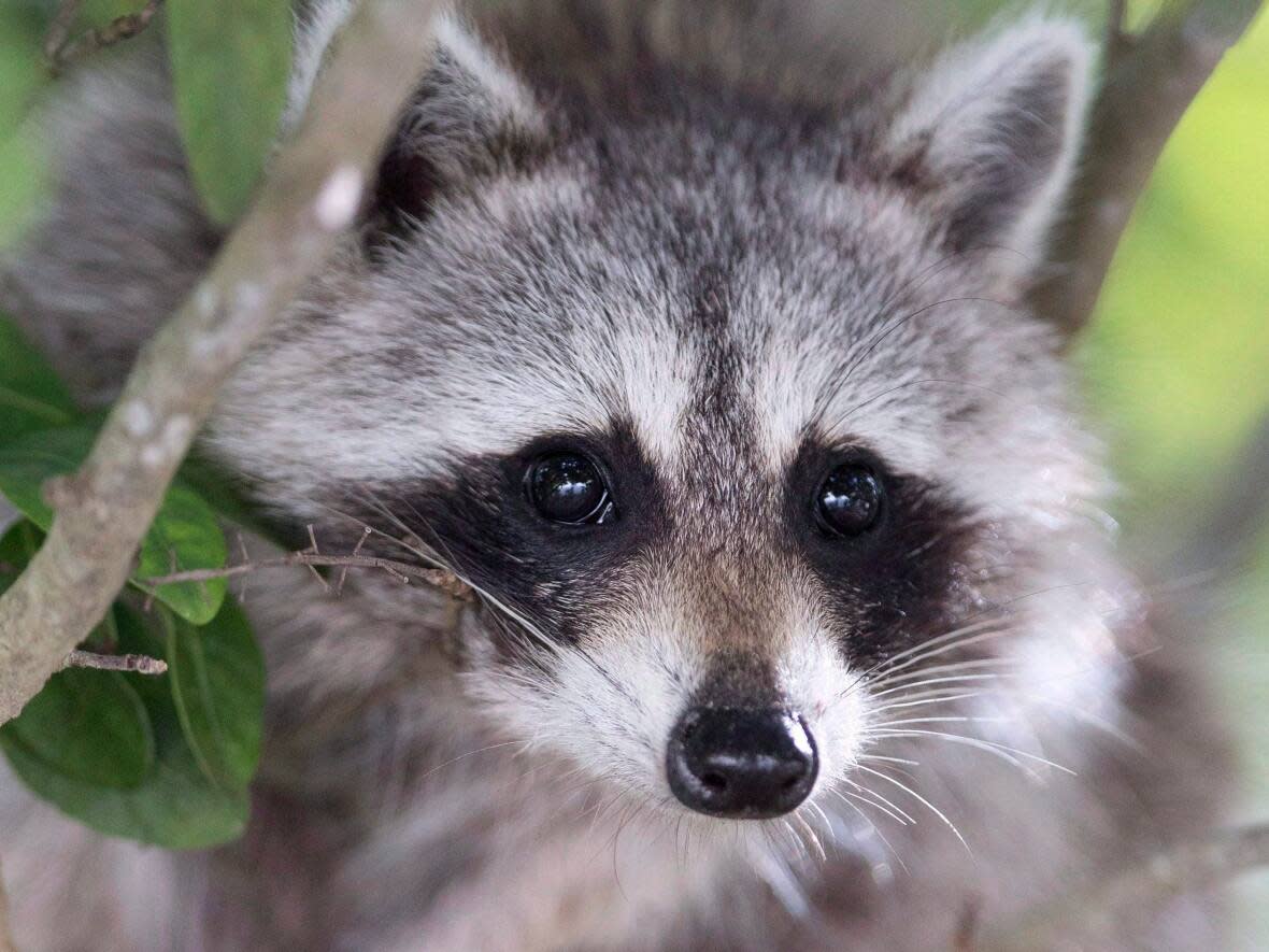 H5N5 cases have been discovered in P.E.I.'s Prince County. They include some birds around Summerside, but also some dead raccoons found on the North Shore. (Wilfredo Lee/The Associated Press - image credit)