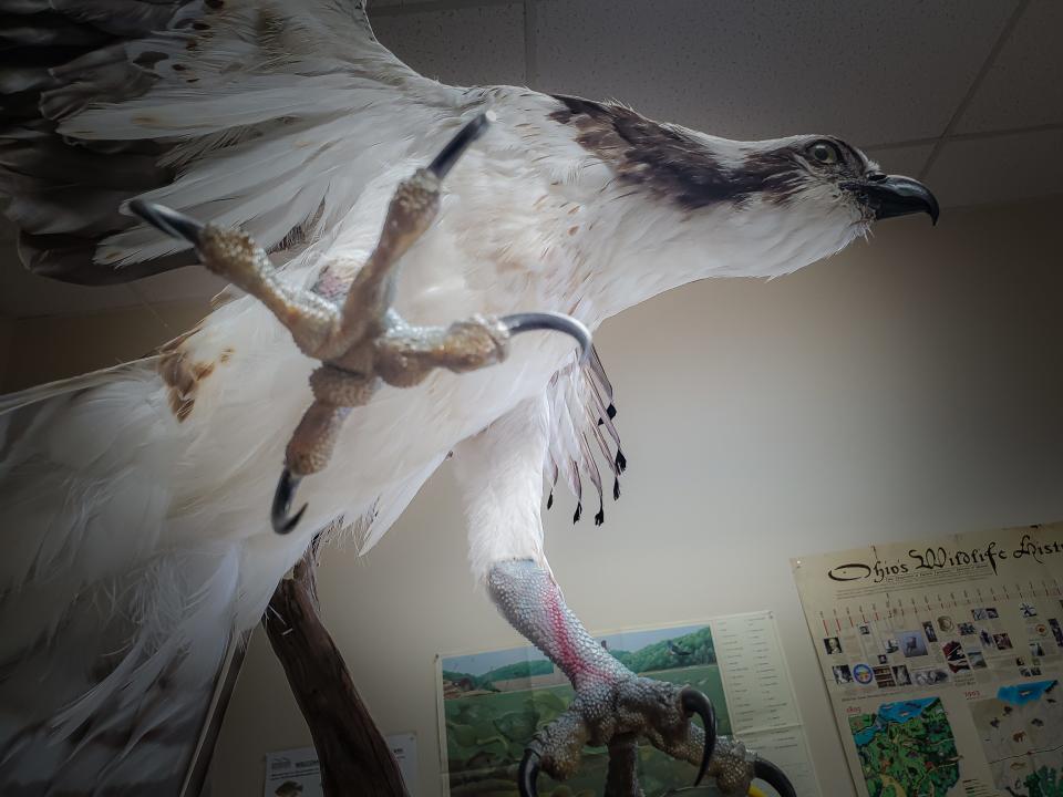 Taxidermist Dan Clark's male osprey in flight. The deadly talons are specially adapted to allow osprey in flight to carry their catch parallel with their bodies to reduce drag when in flight.