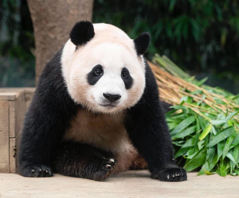 Fubao, a young female giant panda, sits in her enclosure at the EVERLAND amusement park near Seoul, South Korea, in July 2023. / Credit: Courtesy of EVERLAND