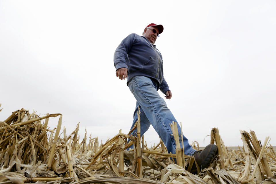 In this March 17, 2014 photo Tom Rutjens walks through corn field in Tilden, Neb. Rutjens, a construction-company owner who also lives in Tilden, said he knew of two landowners who were dead-set against the pipeline, but more who were willing accept the risks in exchange for the payments. “Just about everyone else I’ve talked to has been tickled” with the offers, Rutjens said. (AP Photo/Nati Harnik)