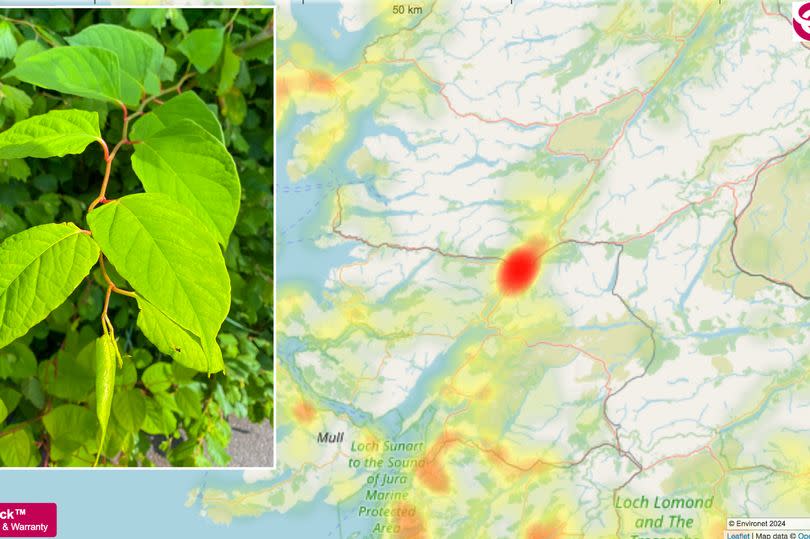 Japanese knotweed hotspot map