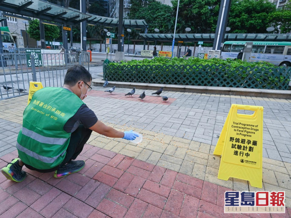 漁護署展開為期兩年的野鴿避孕試驗計畫。政府新聞處圖片