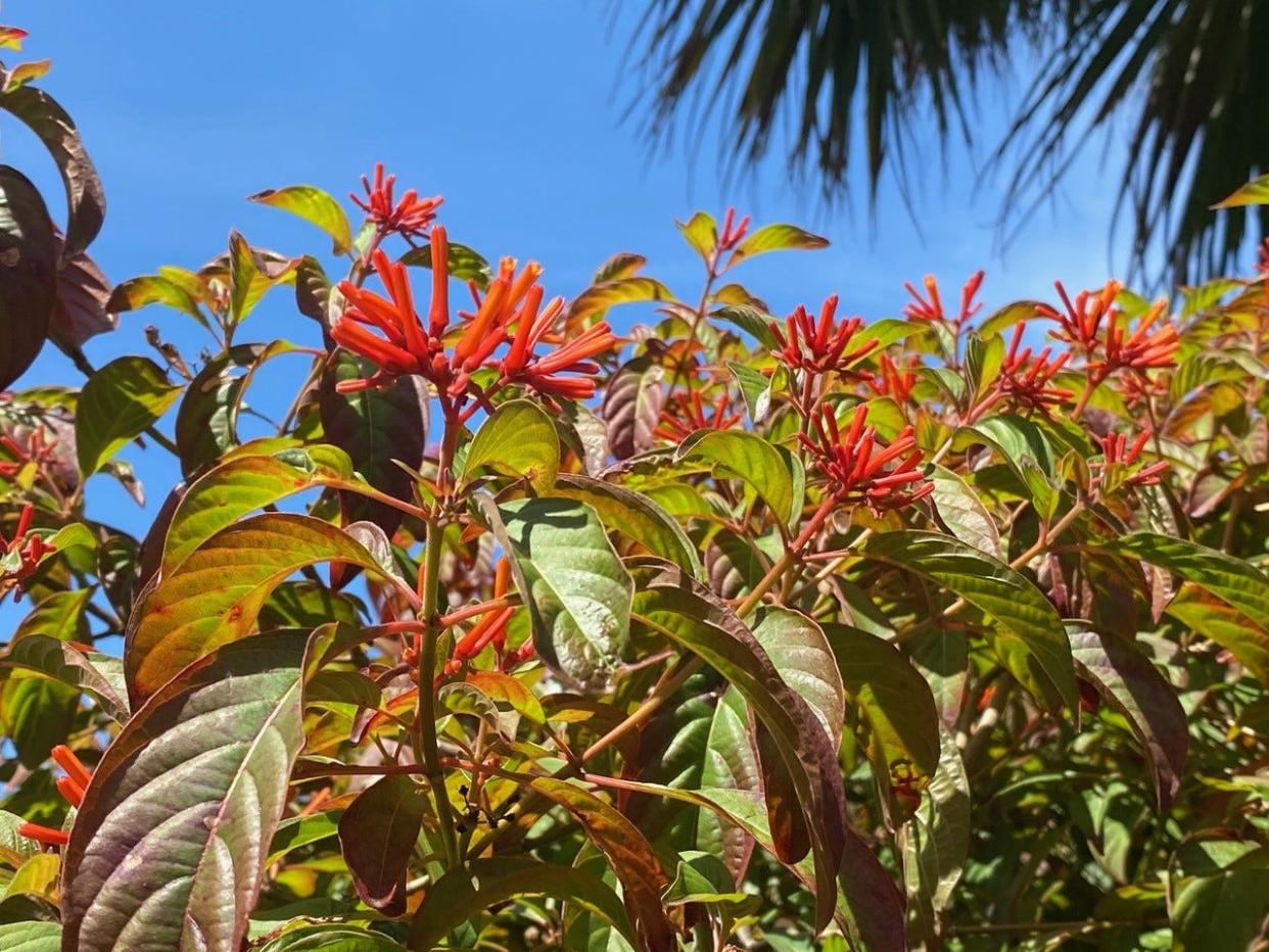 The red flowers of the Florida firebush add color and interest to a hedge while attracting numerous pollinators.